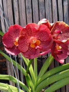 Vanda Red Maroon