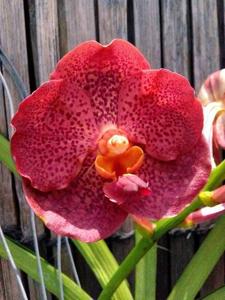 Vanda Red Maroon