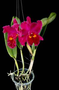 Rhyncholaeliocattleya Sanyung Ruby