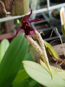 Bulbophyllum Sheryl Kurizaki