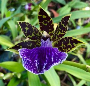 Zygopetalum B. G. White