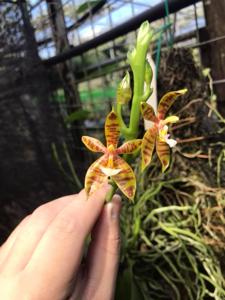 Phalaenopsis Su-An Cricket