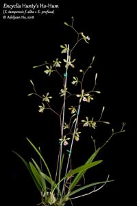 Encyclia Hunty's Ho-Hum