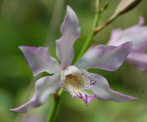 Caulophila Buccoo Reef