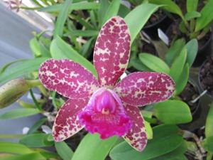 Cattleya Jungle Candy