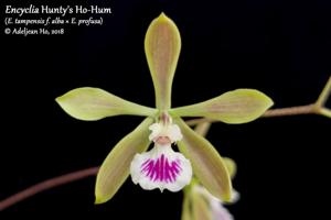 Encyclia Hunty's Ho-Hum