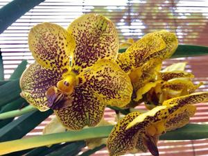 Vanda Varut Leopard