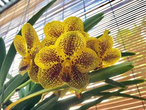 Vanda Varut Leopard