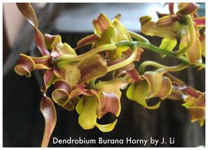 Dendrobium Bundaberg Honey