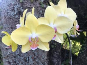 Phalaenopsis Hsinying Fortune