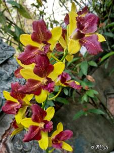 Dendrobium Thongchai Gold