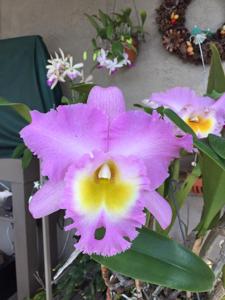 Rhyncholaeliocattleya Mount Hood