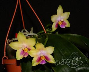 Phalaenopsis Penang Moonbright