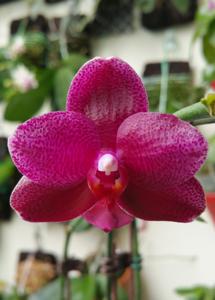 Phalaenopsis Sogo Grape