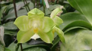 Phalaenopsis Chang Yi Green Giant