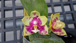 Phalaenopsis Zheng Min Thunder