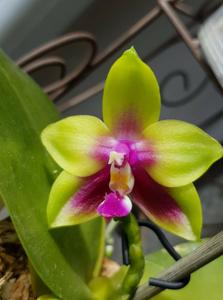 Phalaenopsis KS Happy Eagle