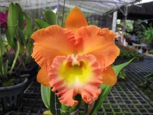 Rhyncholaeliocattleya Memoria Buranapan Nikom