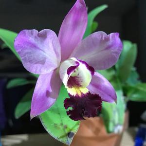 Myrmecocattleya SunCoast Pink Passion