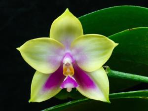 Phalaenopsis Zheng Min Muscadine