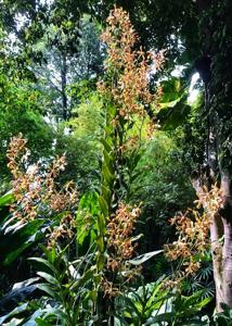 Arachnoglottis Boun Nhang Vorachith