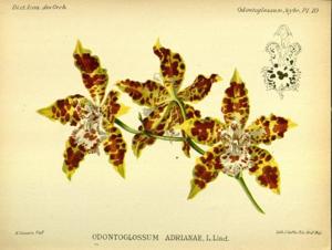 Oncidium Adrianae grex