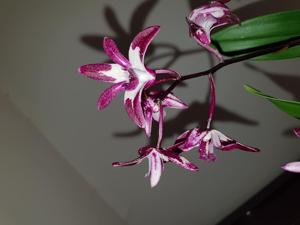 Dendrobium Australian Rhubarb Pie