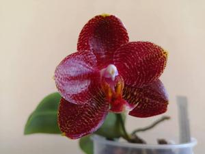 Phalaenopsis Mituo Sun