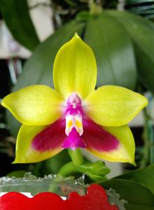 Phalaenopsis KS Happy Eagle