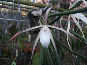 Brassavola Yaki