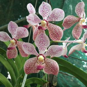 Vanda Manila