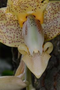 Stanhopea Ronsard