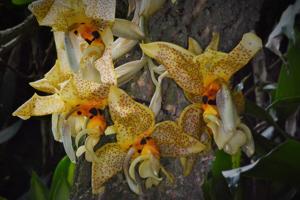 Stanhopea Ronsard