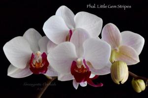 Phalaenopsis Little Gem Stripes