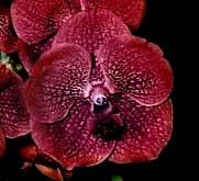 Vanda Katsuura