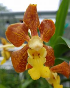 Vanda Memphis Glenwild Gold