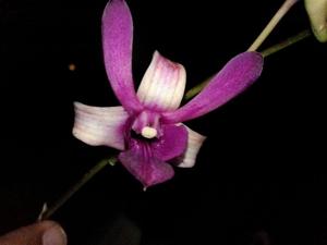 Dendrobium Kimiyo Kondo