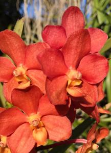 Vanda Flambeau