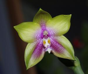 Phalaenopsis KS Happy Eagle