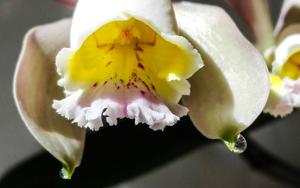 Cattleya Venosa