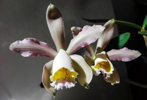 Cattleya Venosa