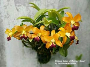 Cattlianthe Jiara Galaxy