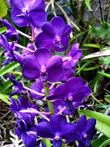 Vandachostylis Pine Rivers