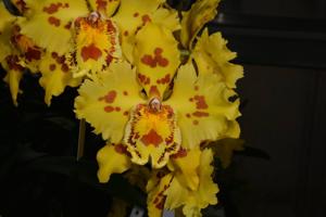 Oncidium Hambühren Gold