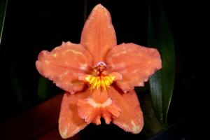 Oncidium Guinea Gold