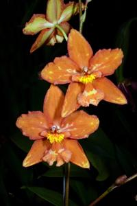 Oncidium Guinea Gold