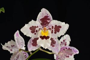 Oncidium Portinfer