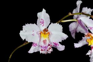 Oncidium Alcobaca