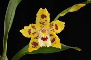 Oncidium Wearside Sunshine