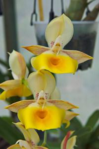 Catasetum Susan Fuchs